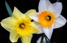 Growing daffodils for showing
