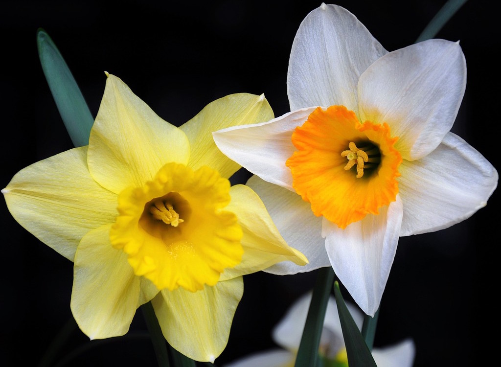 A pair of daffodil blooms - one yellow and the other orange and white.