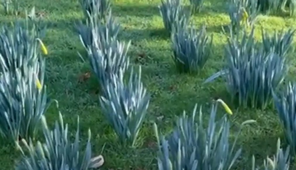 Ken has bulbs galore coming up as spring is on the way