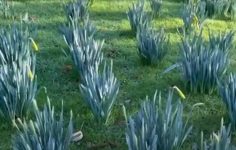 Ken has bulbs galore coming up as spring is on the way