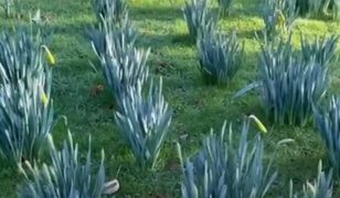 Ken has bulbs galore coming up as spring is on the way