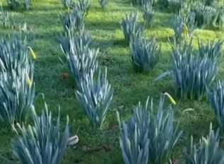 Ken has bulbs galore coming up as spring is on the way