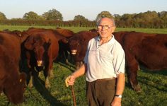 Norfolk beef production