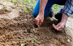 Maintaining soil fertility organically