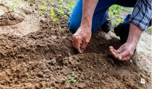 Maintaining soil fertility organically