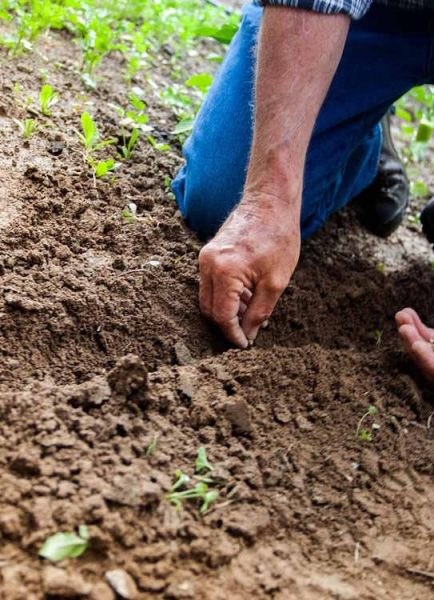Maintaining soil fertility organically