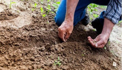 Maintaining soil fertility organically