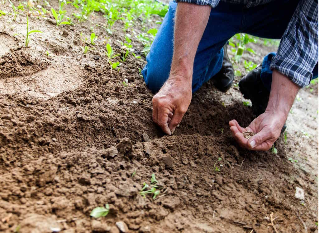 A gardener plants seeds direct into soil.