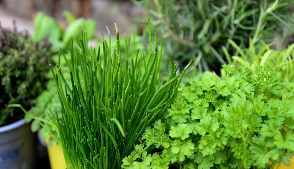 All things herbs