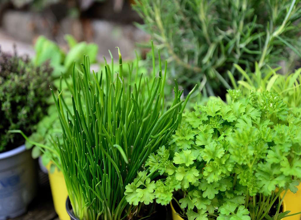 A selection of herbs growing in the garden including rosemary and parsley.