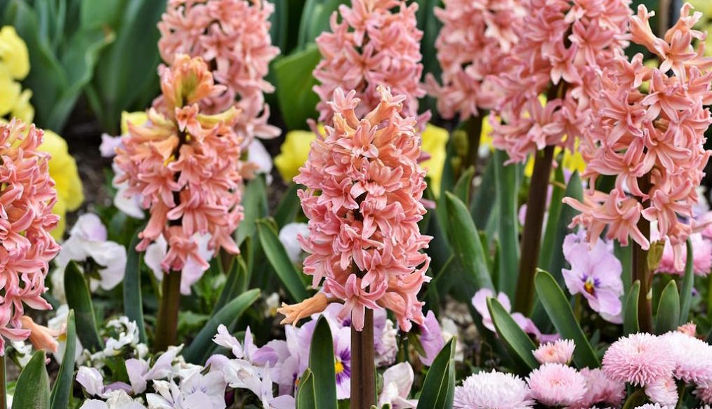Hyacinths for the garden