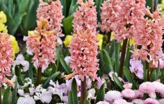 Hyacinths for the garden