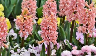 Hyacinths for the garden