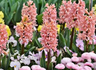 Hyacinths for the garden