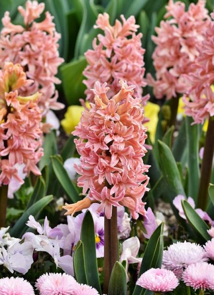 Hyacinths for the garden
