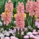 Hyacinths for the garden
