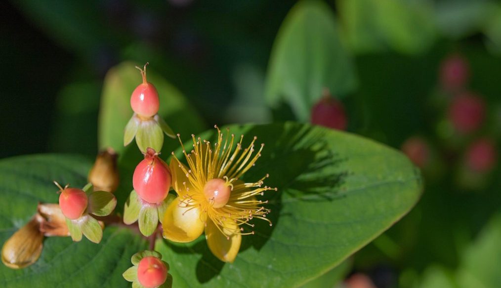 Pruning tips for hypericum