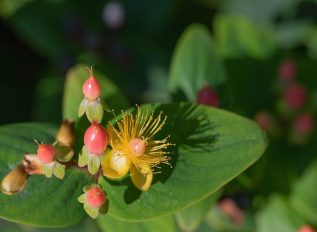 Pruning tips for hypericum