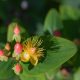 Pruning tips for hypericum