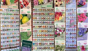 Vegetable plot – January