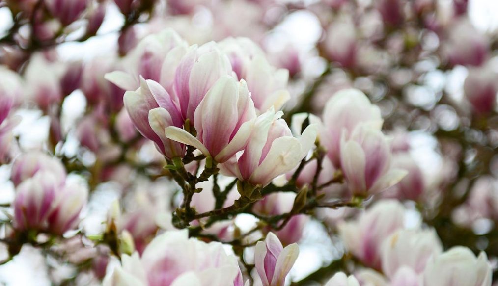 Yellow leaves on magnolia and rhododendron