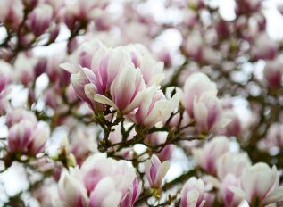 Yellow leaves on magnolia and rhododendron