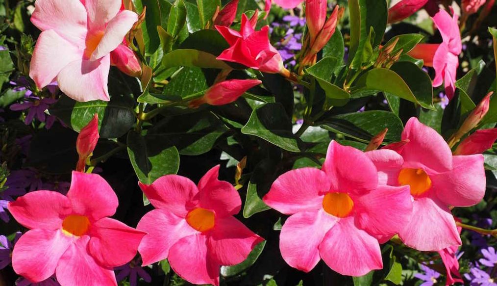 Growing mandevilla