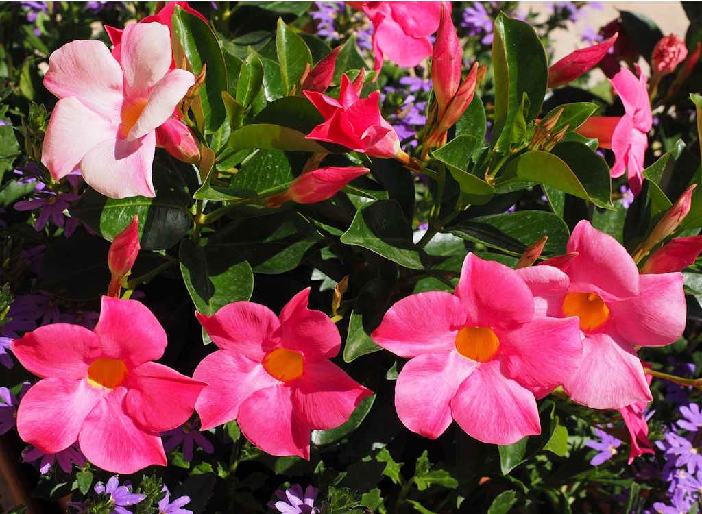 Pink mandevilla flowers blooming.