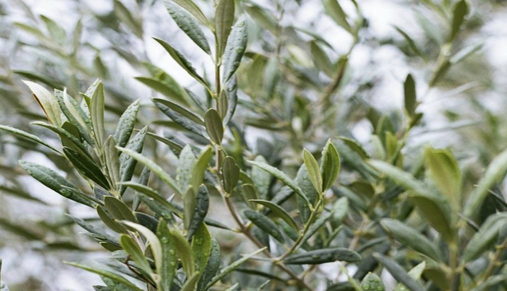 Growth issues since moving an olive tree