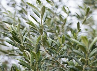 Growth issues since moving an olive tree
