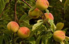 Growing fruit organically