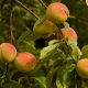Growing fruit organically