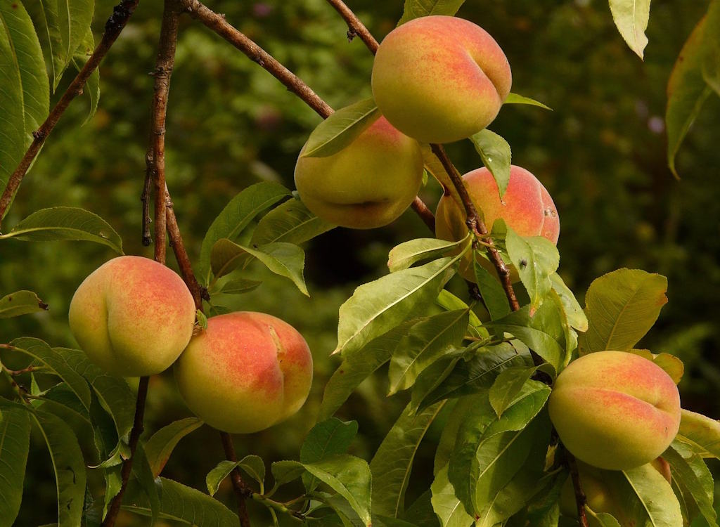 Peaches ripening on a tree.