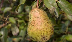 Comice pear tree with scab