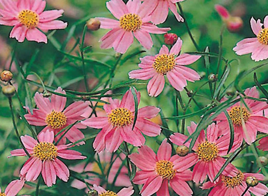 Perennial seeds in flower heads.