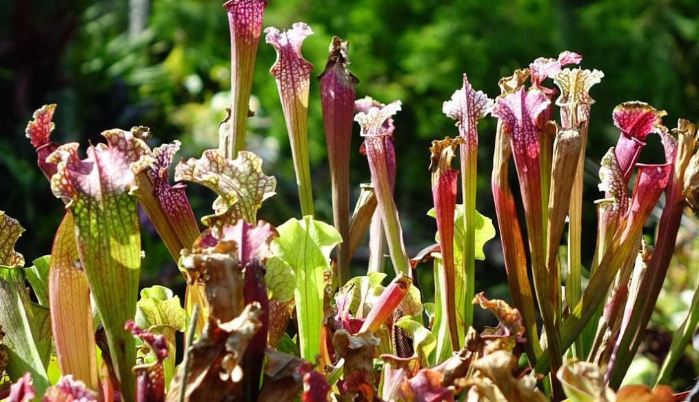 Growing carnivorous plants