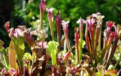 Growing carnivorous plants