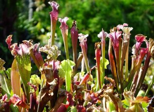 Growing carnivorous plants