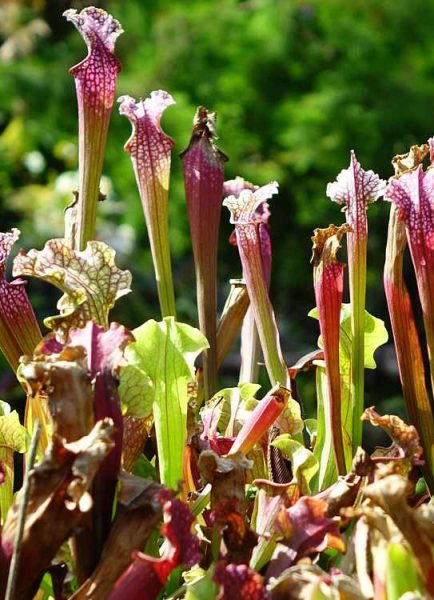 Growing carnivorous plants