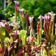 Growing carnivorous plants