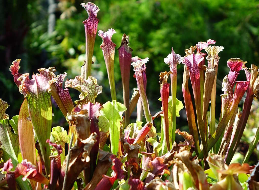 Pitcher plants growing outdoors in the sunshine.