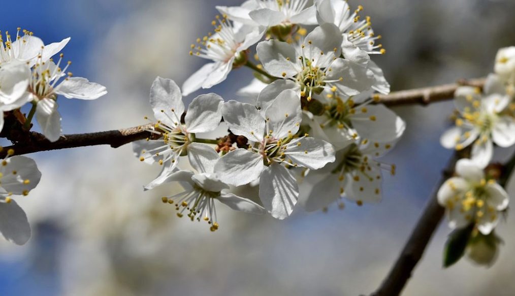 Plum tree crop ruined
