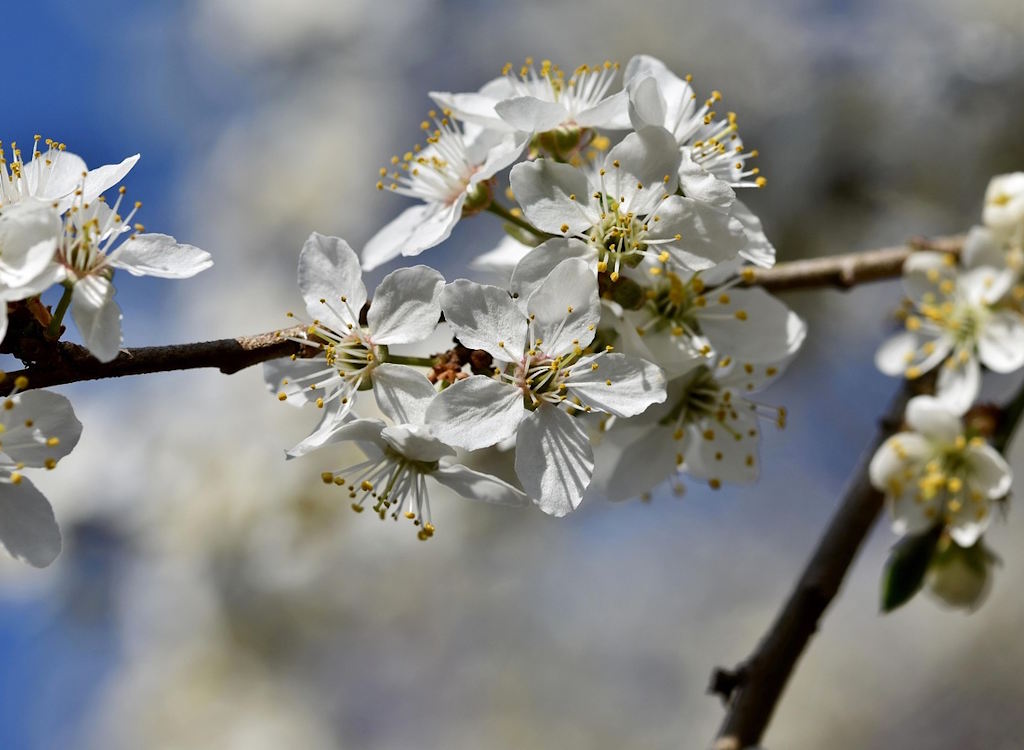 Plum tree crop ruined