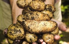 Bob Flowerdew and his garden