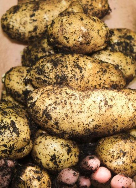 Bob Flowerdew and his garden