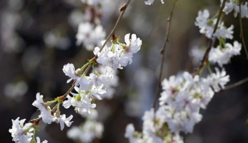 New varieties of winter-flowering cherry trees top gardening awards