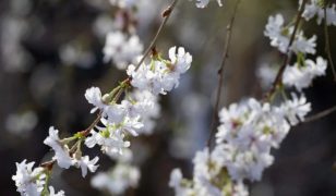 New varieties of winter-flowering cherry trees top gardening awards
