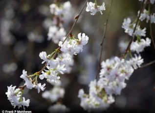 New varieties of winter-flowering cherry trees top gardening awards