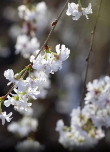 New varieties of winter-flowering cherry trees top gardening awards