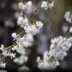 New varieties of winter-flowering cherry trees top gardening awards